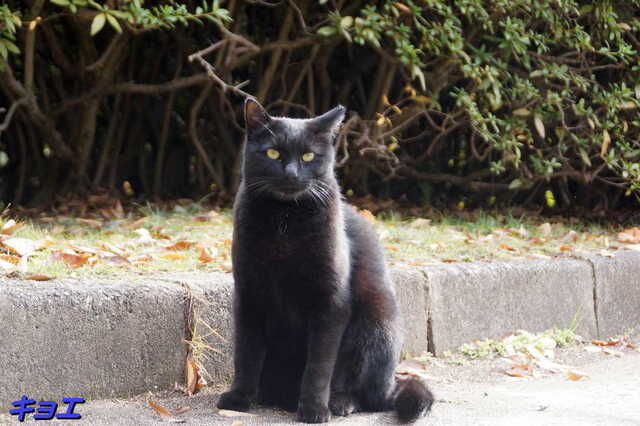 20241206 DSC01966 キョエくん.jpg