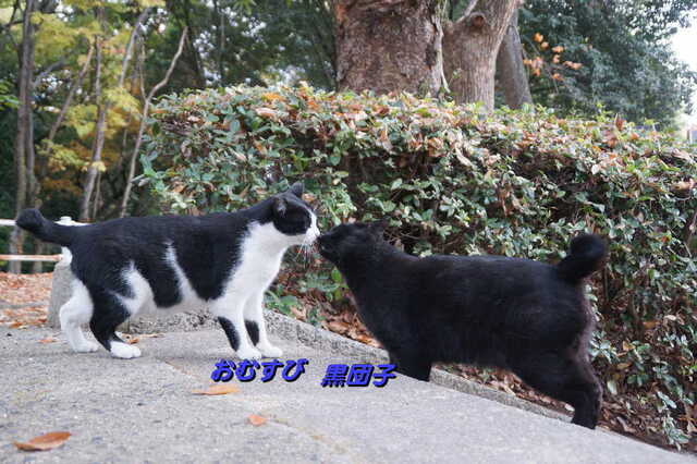 20241206 DSC01973 おむすびと黒団子.jpg