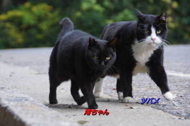 20241206 DSC01991 澪とツバメ.jpg