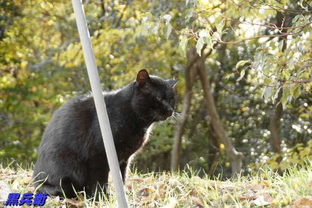 20241206 DSC02002 黒兵衛.jpg