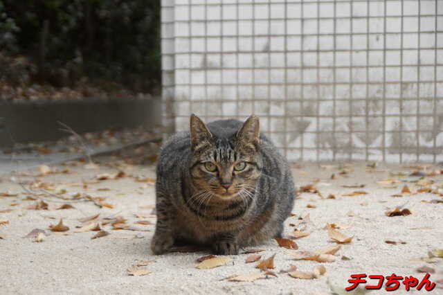 20241206 DSC02007 チコちゃん.jpg