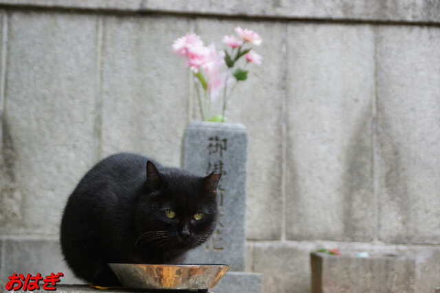 20241206 DSC02012 おはぎ.jpg