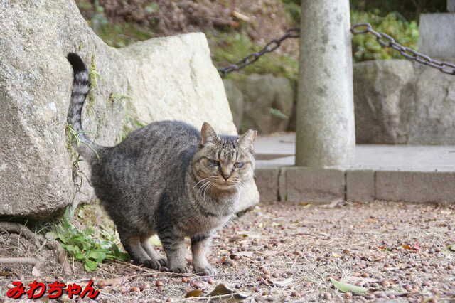20241206 DSC02026 みわちゃん.jpg