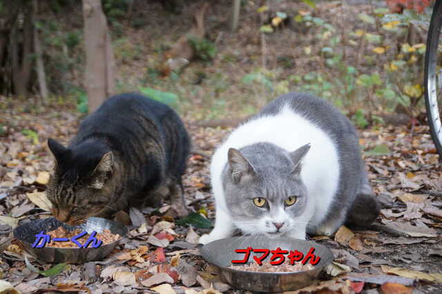 20241206 DSC02041 かーくんとゴマ.jpg