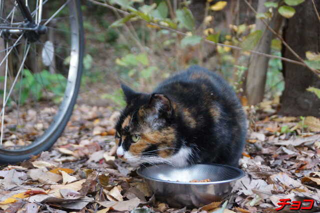 20241206 DSC02045 チョコ.jpg