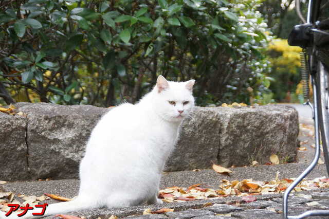 20241206 DSC02057 アナゴ.jpg