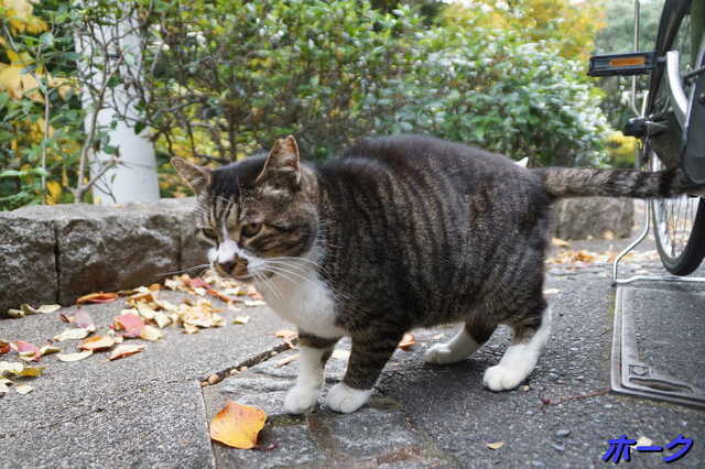 20241206 DSC02061 ホーク.jpg