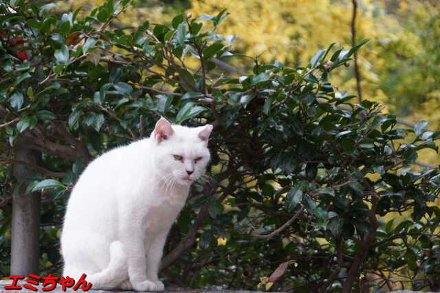 20241206 DSC02080 エミちゃん.jpg