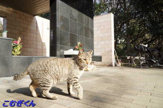 20250116 DSC06529 こむぎくん.jpg