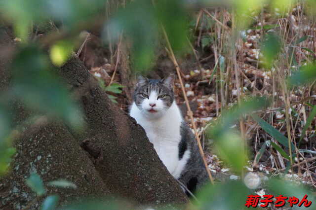 20250116 DSC06553 莉子ちゃん.jpg