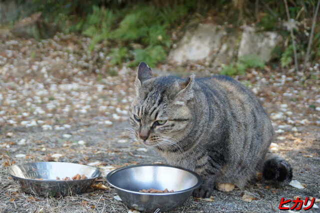 20250116 DSC06557 ヒカリ.jpg