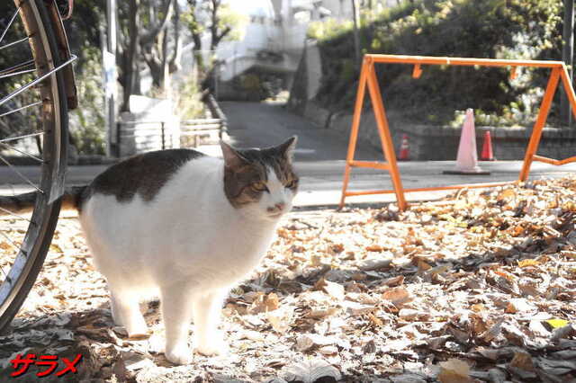20250116 DSC06563 ザラメ.jpg
