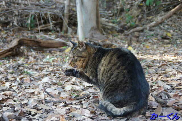 20250116 DSC06585 かーくん.jpg