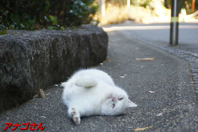 20250116 DSC06587 アナゴさん.jpg