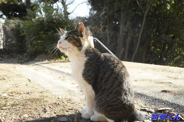 20250116 DSC06605 吉宗くん.jpg