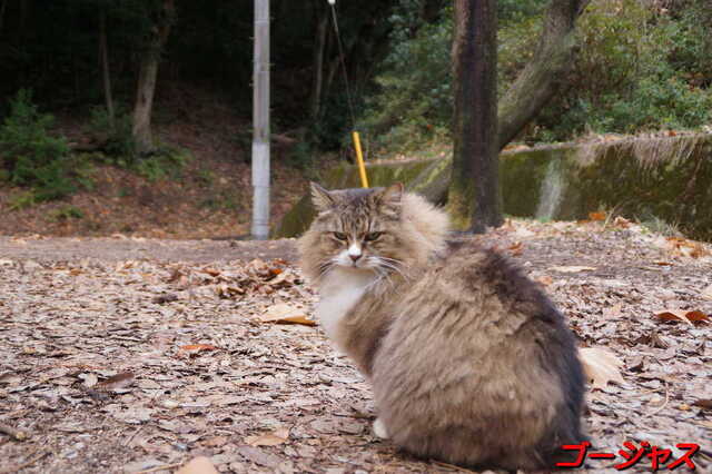 20250203 DSC08462 ゴージャス.jpg