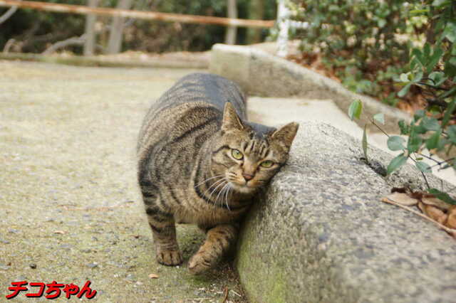 20250203 DSC08466 チコちゃん.jpg
