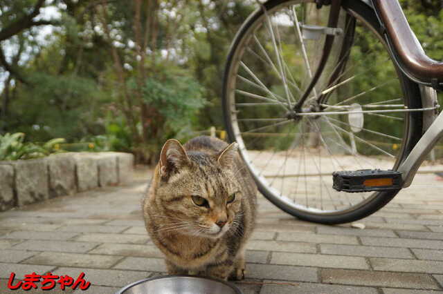 20250203 DSC08477 しまちゃん.jpg