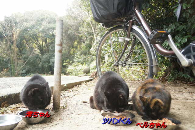 20250203 DSC08493 比治山墓地.jpg