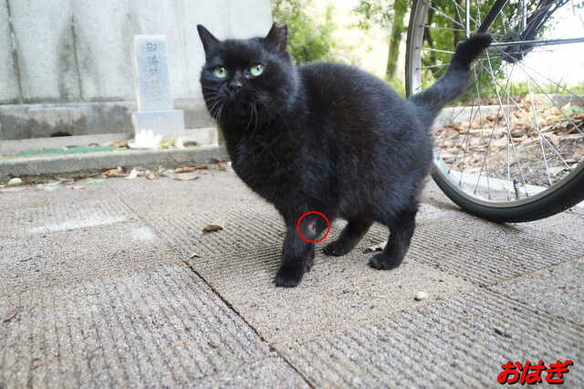20250203 DSC08514 おはぎ.jpg