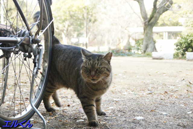 20250203 DSC08530 エルくん.jpg