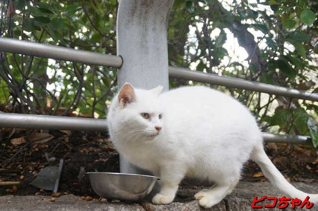 20250203 DSC08562 ピコちゃん.jpg