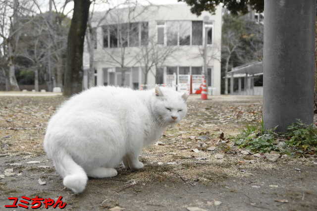 20250203 DSC08577 ユミちゃん.jpg