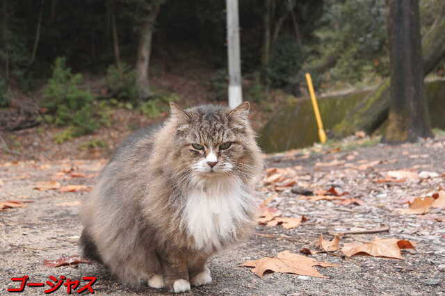 20250305 DSC01372 ゴージャス.jpg