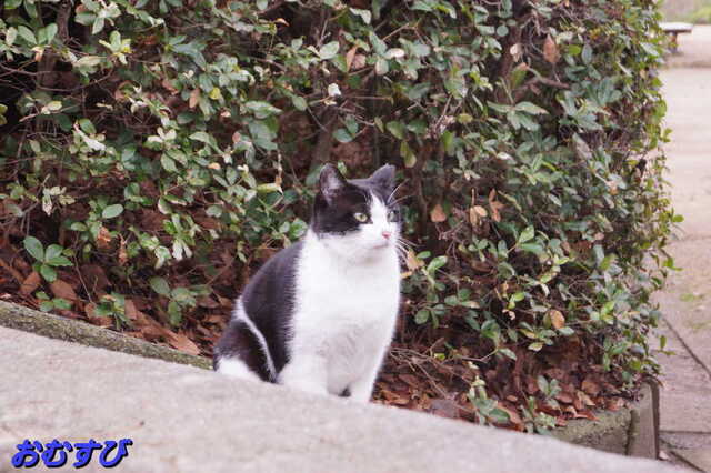 20250305 DSC01379 おむすび.jpg