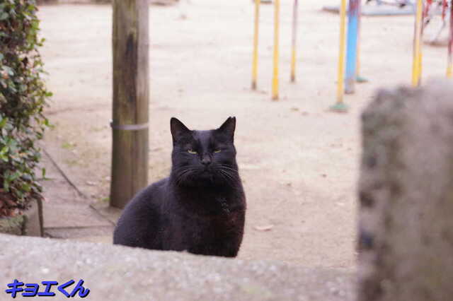20250305 DSC01384 キョエくん.jpg