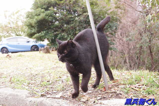 20250305 DSC01406 黒兵衛くん.jpg
