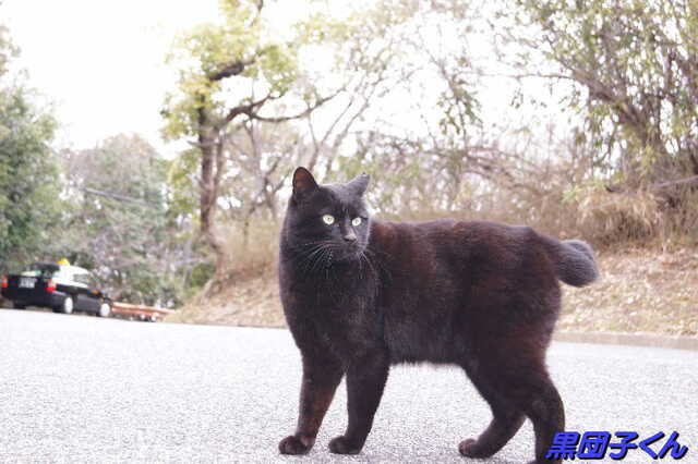 20250305 DSC01412 黒団子くん.jpg