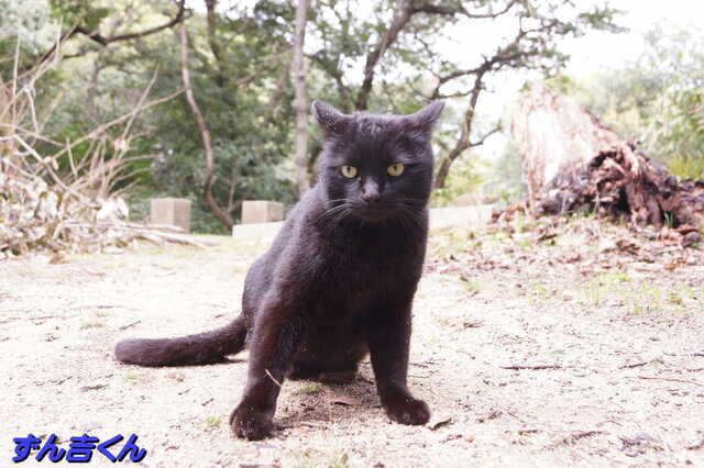 20250305 DSC01420 ずん吉くん.jpg
