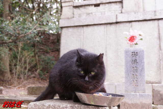 20250305 DSC01426 おはぎ.jpg