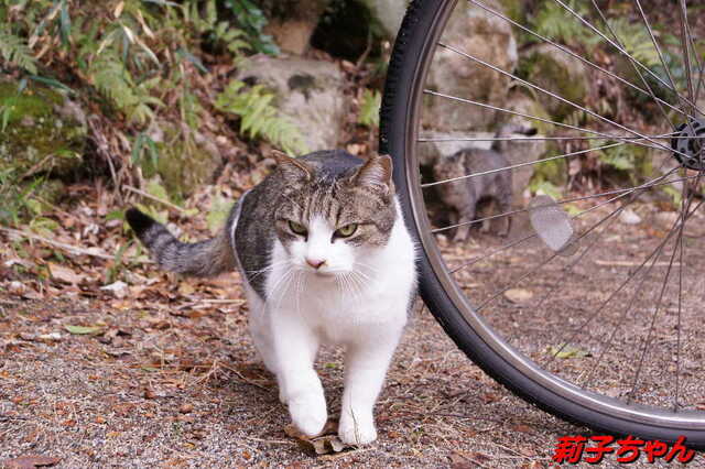 20250305 DSC01429 莉子ちゃん.jpg