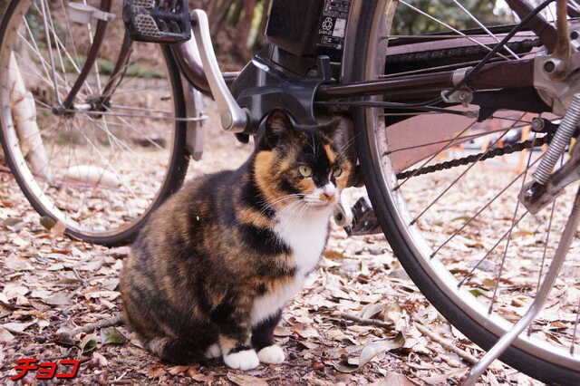 20250305 DSC01444 チョコ.jpg