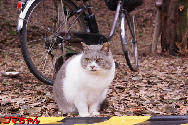 20250305 DSC01457 ゴマちゃん.jpg