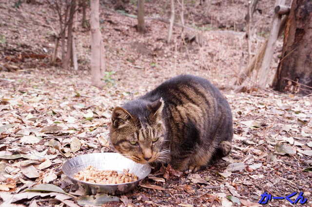 20250305 DSC01459 かーくん.jpg