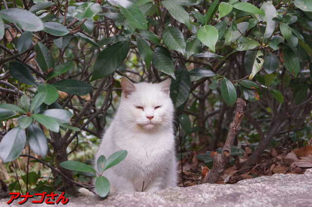 20250305 DSC01462 アナゴさん.jpg
