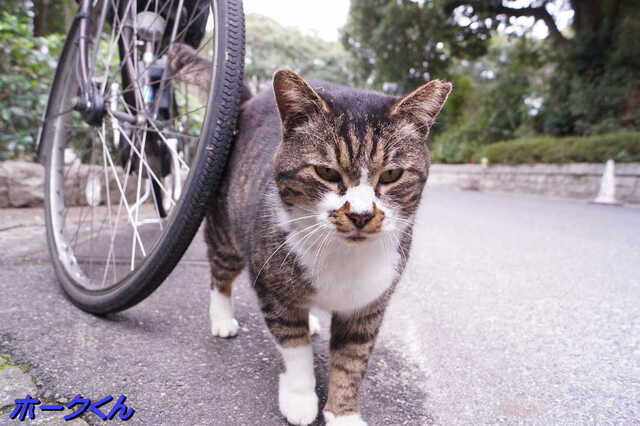 20250305 DSC01468 ホークくん.jpg