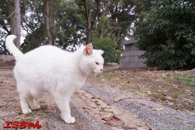20250305 DSC01483 エミちゃん.jpg