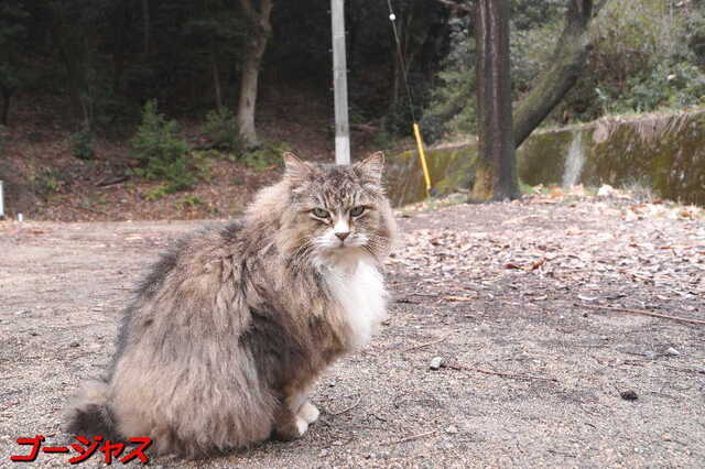 20250311 DSC02072 ゴージャス.jpg