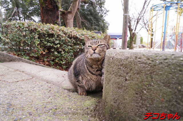 20250311 DSC02076 チコちゃん.jpg