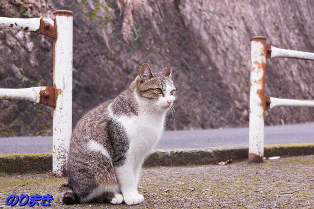 20250311 DSC02082 のりまき.jpg
