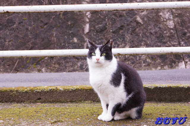 20250311 DSC02088 おむすび.jpg