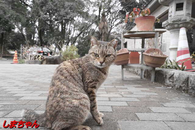 20250311 DSC02095 しまちゃん.jpg