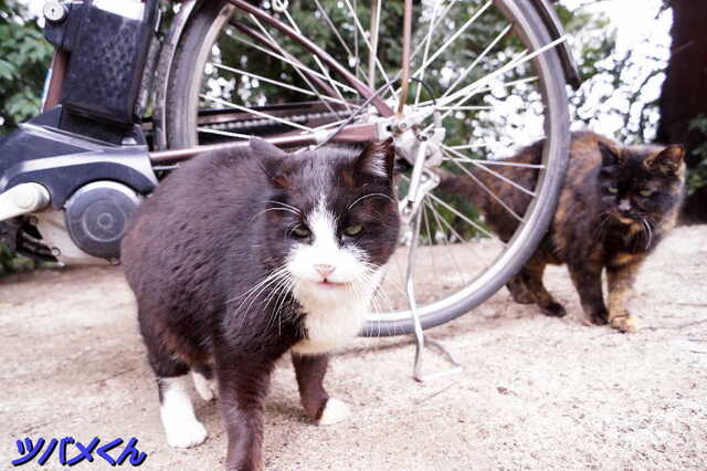 20250311 DSC02101 ツバメくん.jpg