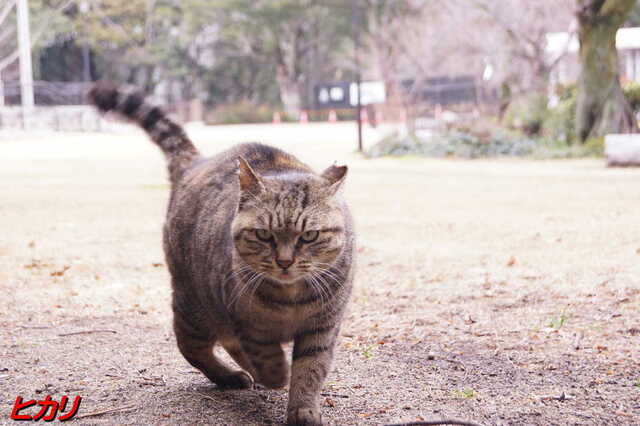 20250311 DSC02155 ヒカリ.jpg