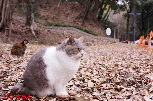 20250311 DSC02164 ゴマちゃん.jpg