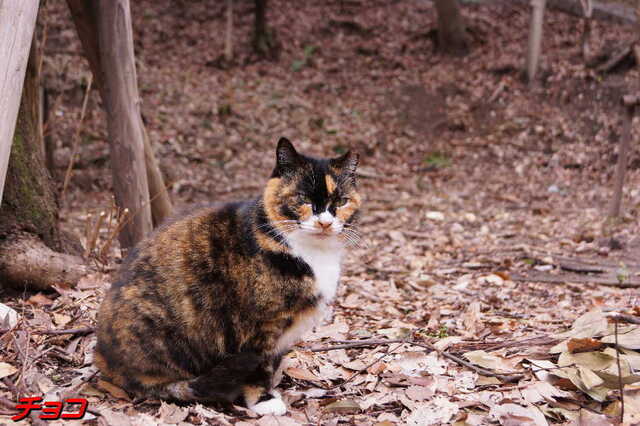 20250311 DSC02176 チョコ.jpg